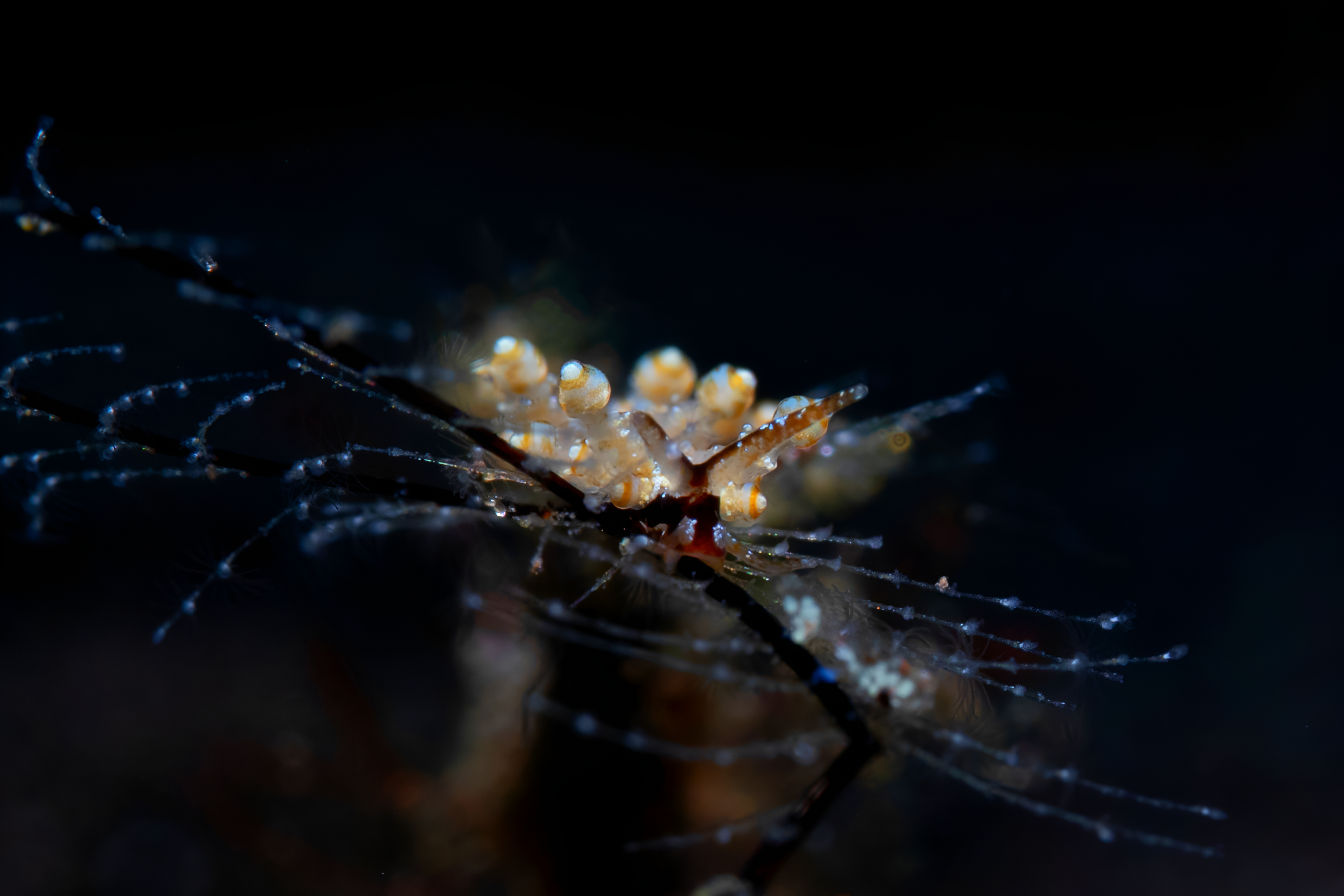 Eubranchus sp